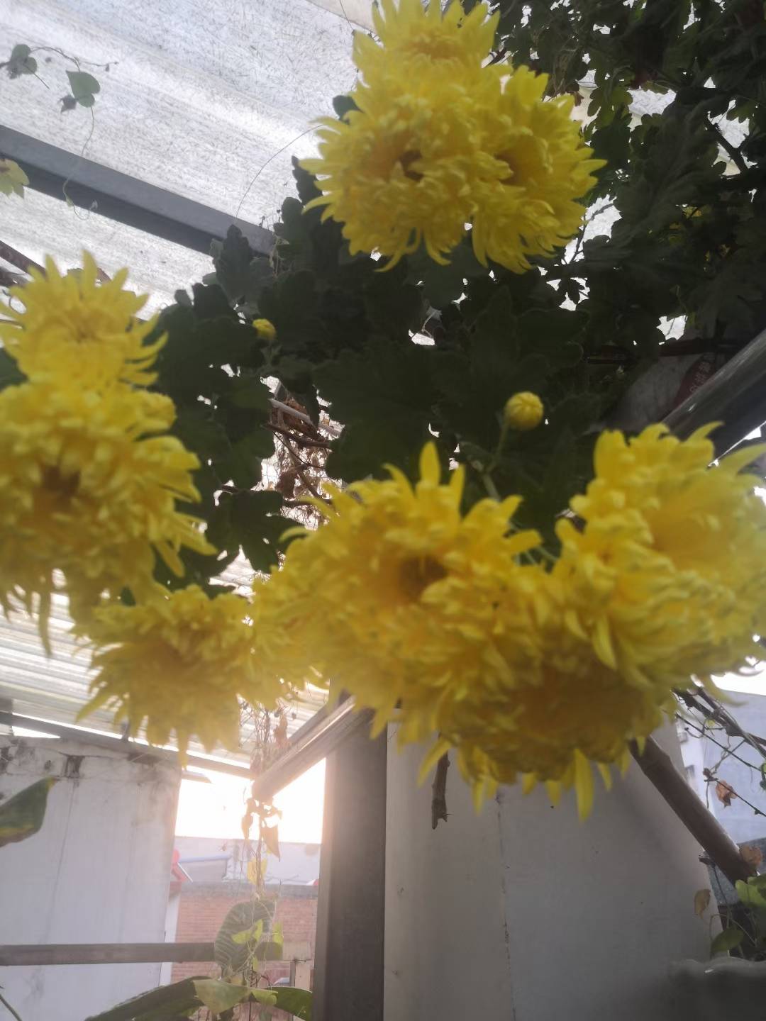 邓州|银月亮｜咏菊