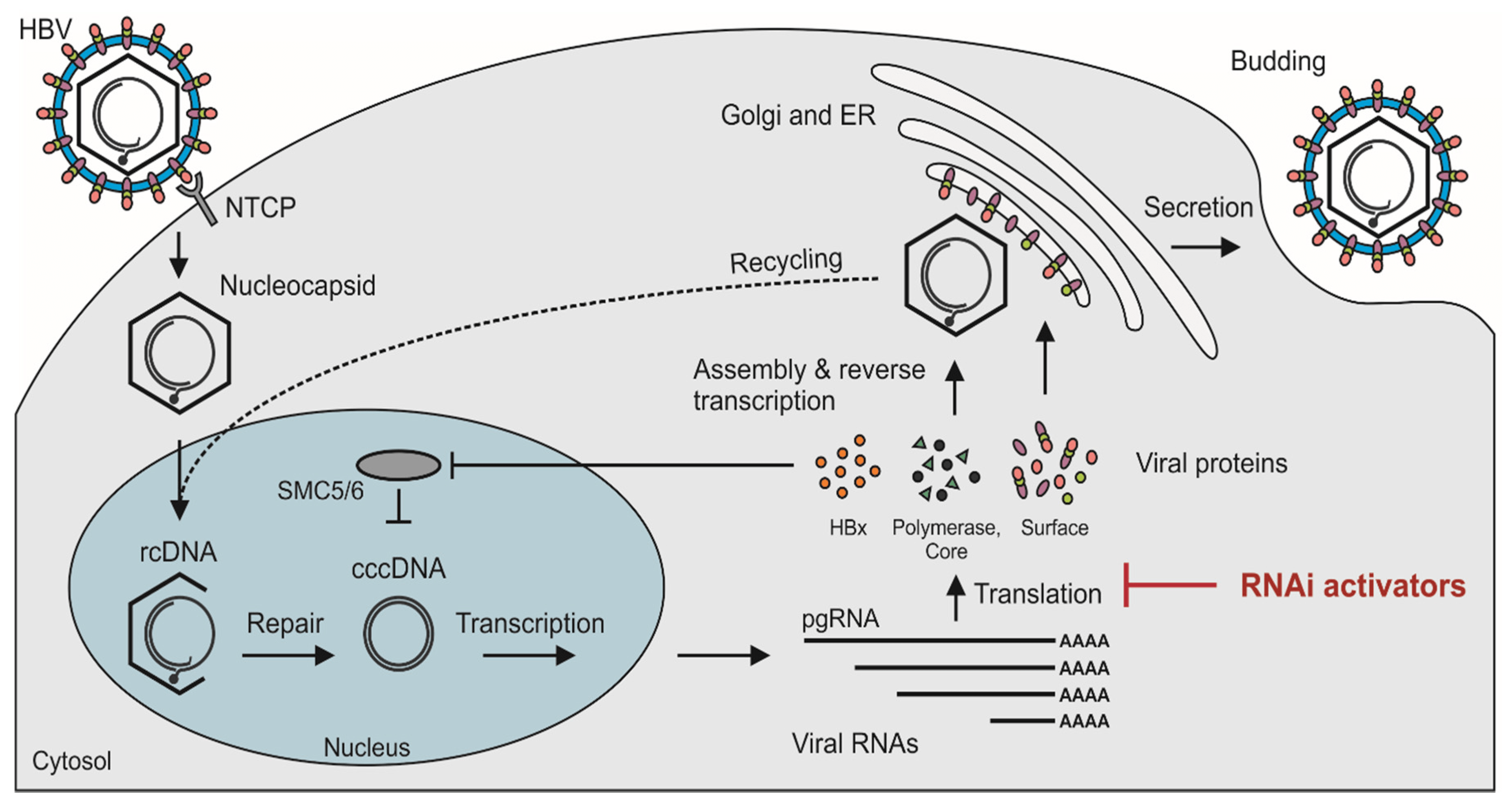 cccDNA|乙肝在研新药RNAi激活剂，成功检测已有3种，阻止转录物翻译