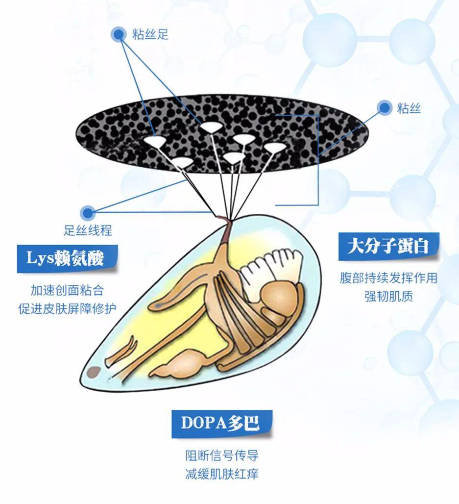 博美尼贻贝粘蛋白抑菌凝胶——粘膜修复专家 生物医学新材料 博美尼贻贝粘蛋白抑菌凝胶——粘膜修复专家 生物医学新材料