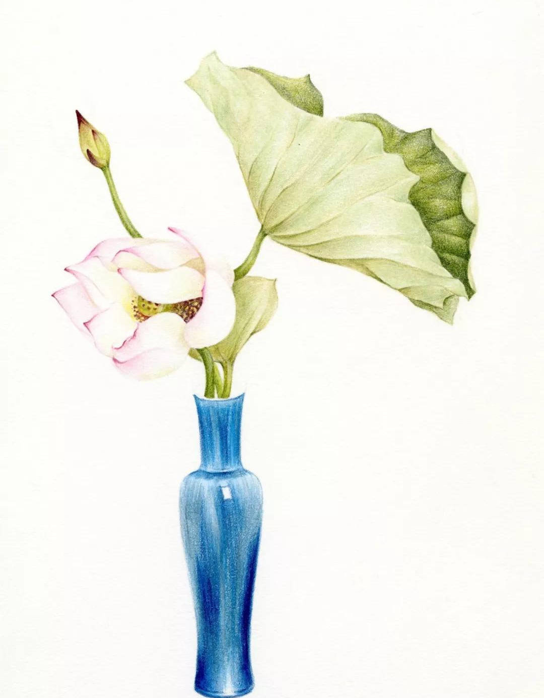 彩铅花卉手绘图片 简单步骤|花卉彩铅画入门教程步骤图(附彩铅全套