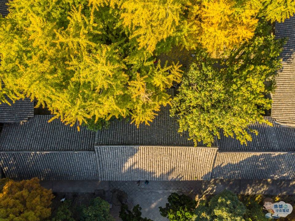 淮南最美秋色已上线，两棵千年银杏成网红，每天近千名游客打卡