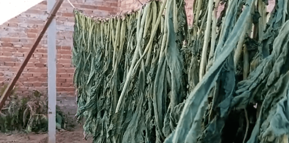 怎么晒干萝卜缨还绿 181418dfbc8545b3980b13b8bdccbd77.png