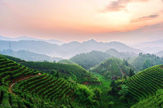 你知道中国最古老的三座普洱茶山吗?对这里的普洱茶口感了解多少?