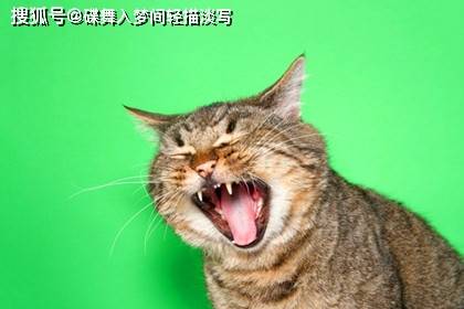 可爱的猫咪会发狂,小主子们心慌慌.,猫咪容易积攒压力.