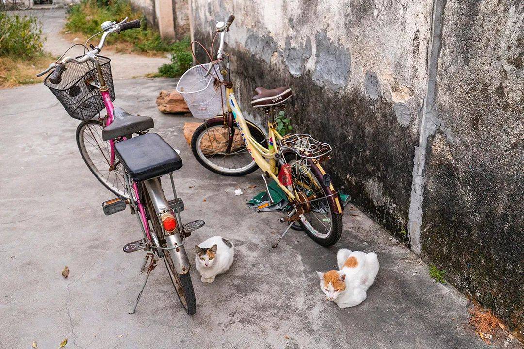 建筑|清末广东水师提督，竟收养了20个儿子，还为他们建了一座寨子