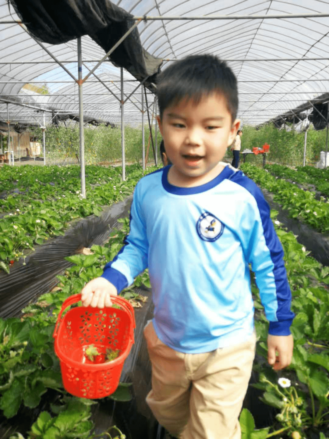 普林斯顿森林国际幼儿园草莓采摘_自然教育课程采摘活动_北京 普林斯顿国际幼儿园