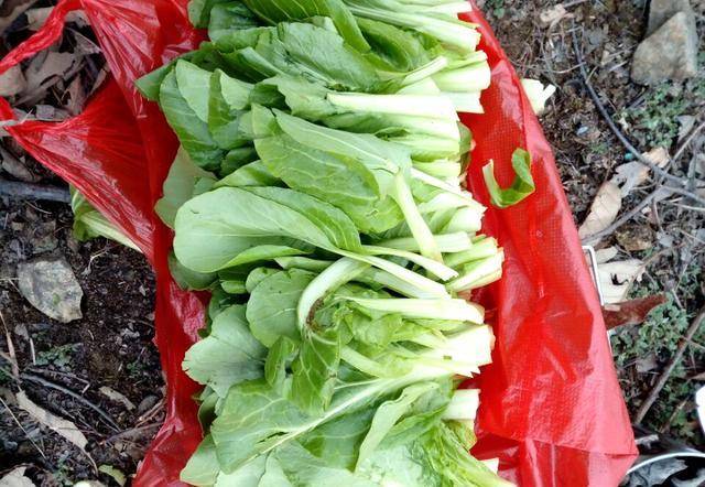 怎么种大白萝卜 04576e5106e648049278a85034e4d793.jpeg