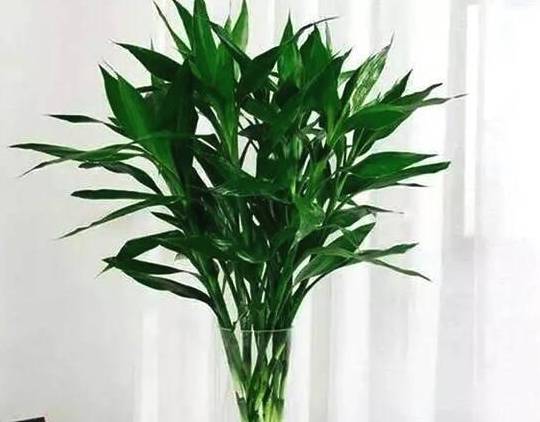 富贵竹几枝好 54e420470d7c48c8bcf8f45d6d1ea475.jpeg