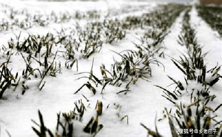 原创寒潮来袭,雨雪降温!小麦怎么避寒,3个办法用上来年丰收高产