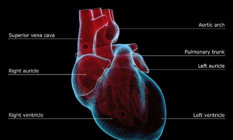 是什么原因引起心脏猝死 ac28ad0404d14306bc062047082c5add.jpeg