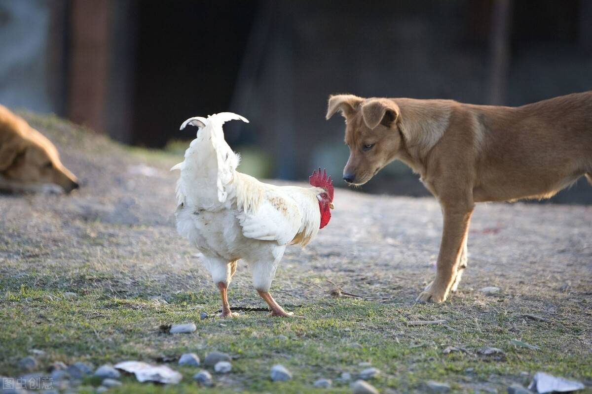 什么狗鸡成语_鸡狗三个鸡蛋什么成语