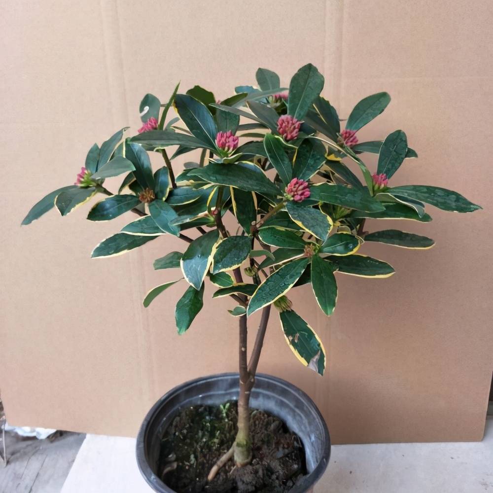 品种最好的金边瑞香 ea2fc29a9eaa4c4ca7031a77e65fbe2d.jpeg