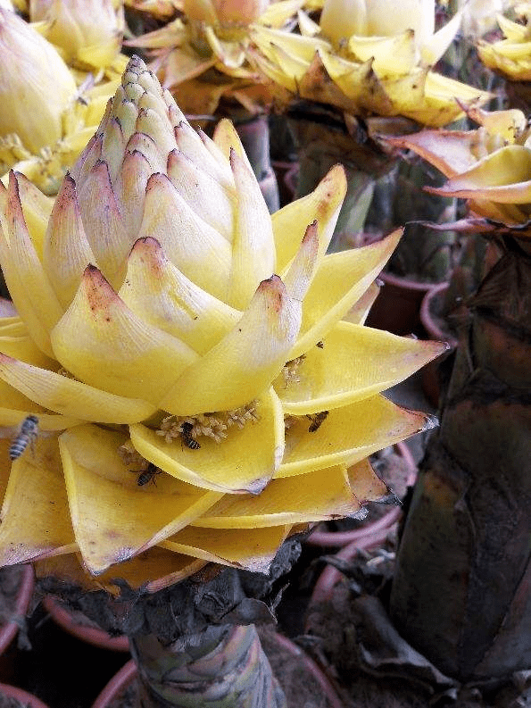 1种花原来是圣花名叫地涌金莲通体金黄特有气质