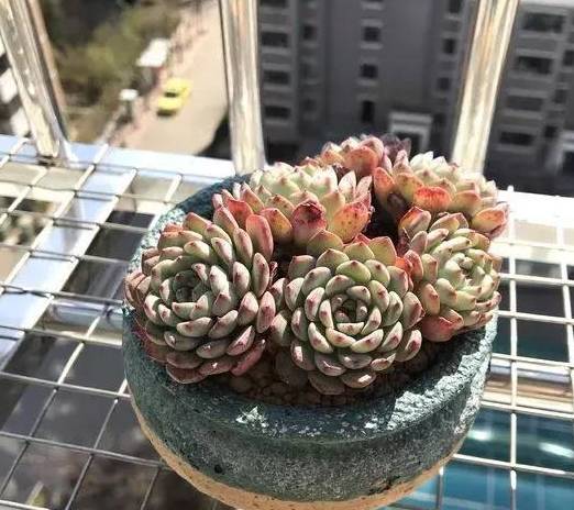 多肉怎么养出状态快 4a281ac0b7d24a9686b1a0b1410730fd.jpeg