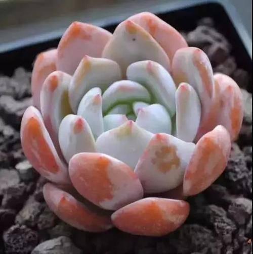 小球玫瑰多肉怎么养粗壮 6c9880f42b254d19b7bc8bfb9f888ddc.jpeg