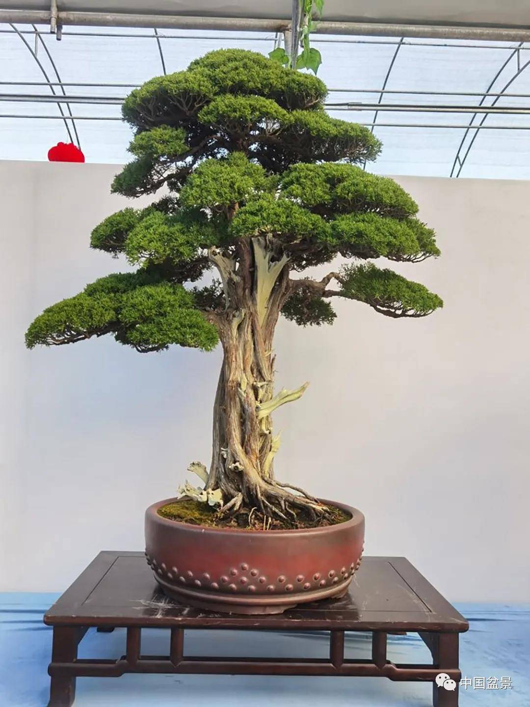 2020年第二届江苏盆景精品展部分作品欣赏