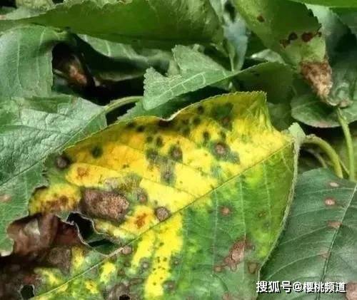 大樱桃褐斑穿孔病的防治 用不上你打我