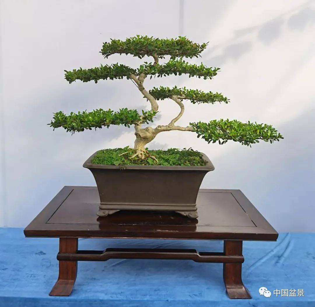 2020年第二届江苏盆景精品展部分作品欣赏
