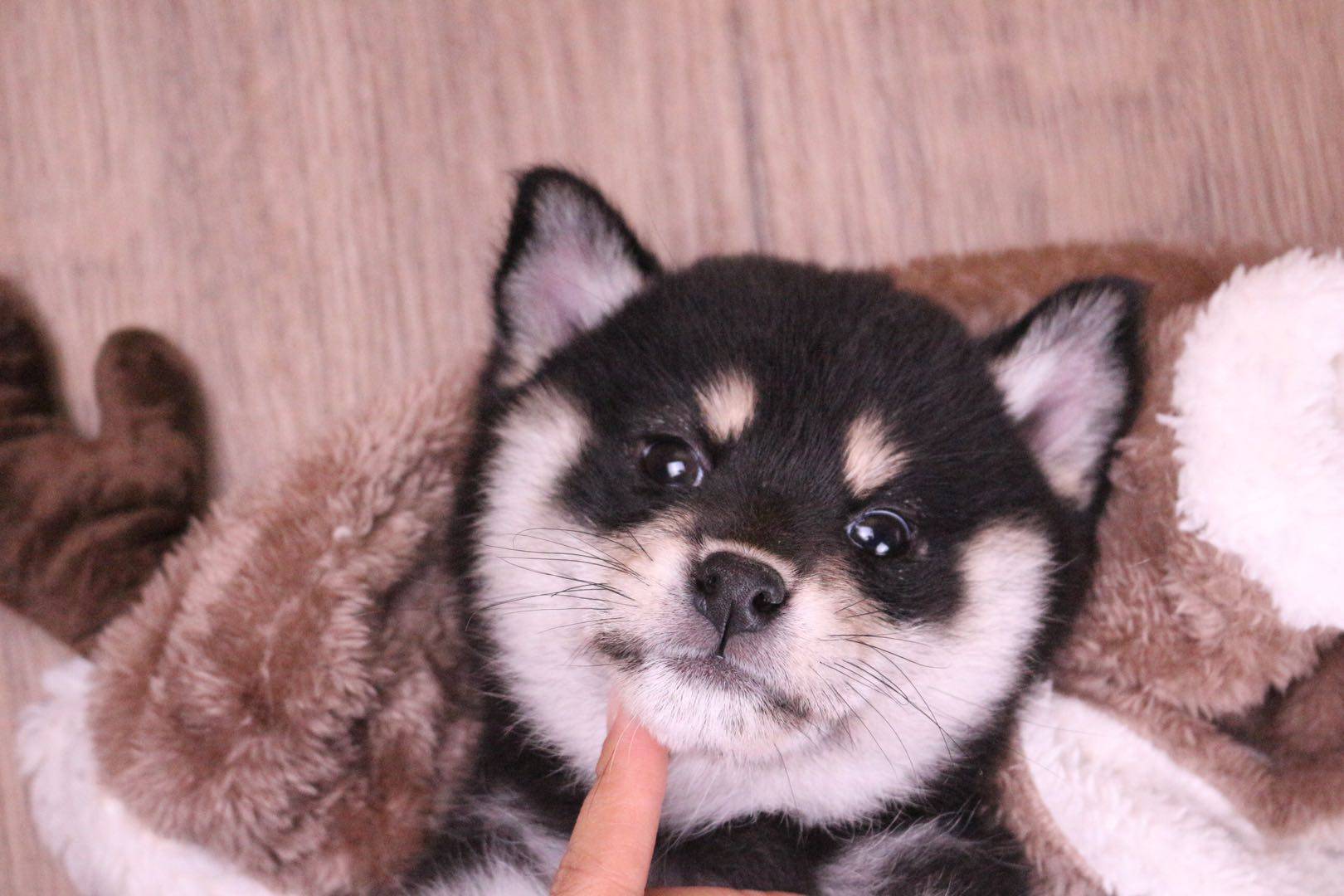 原来柴犬有这么多颜色？选什么颜色的柴犬好呢？_搜狐网