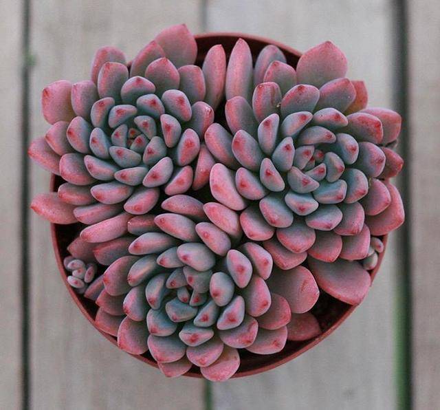 多肉叶插苗几天发芽 4b67f0d2828d43f593ca570011ae8861.jpeg