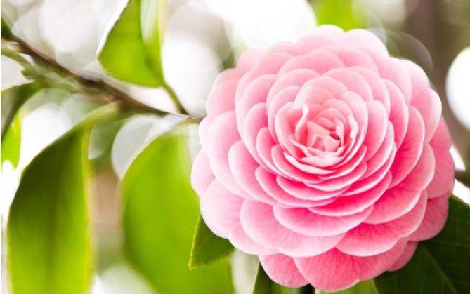 茶花用什么盆最好 ebd6d0d98268450eb3840c3e0acb4f0e.jpeg