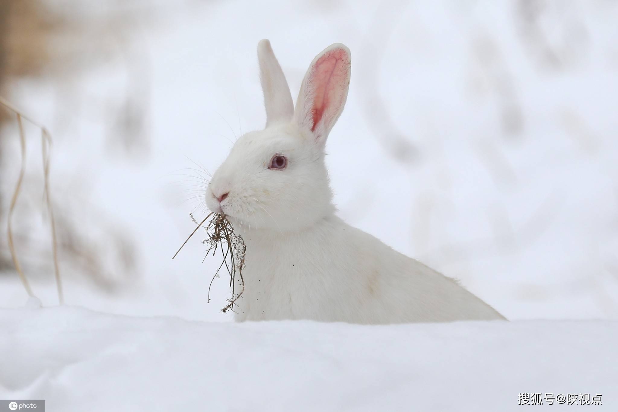 冻傻了?盘点雪天小动物的呆萌趣图