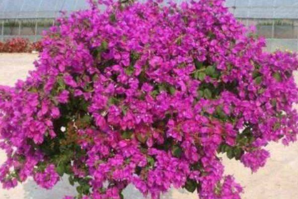 绿叶樱花三角梅的养护方法 8f744db3a22f4cd49bf6308876097e82.jpeg