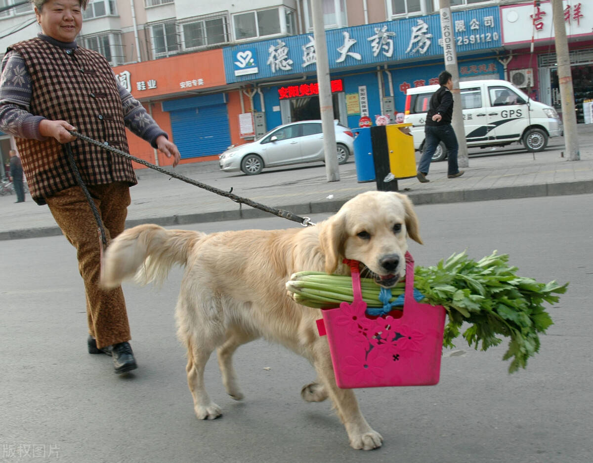 狗为啥不喜欢盖被子 373ab85a8521423f90a5a214c6edcb99.jpeg