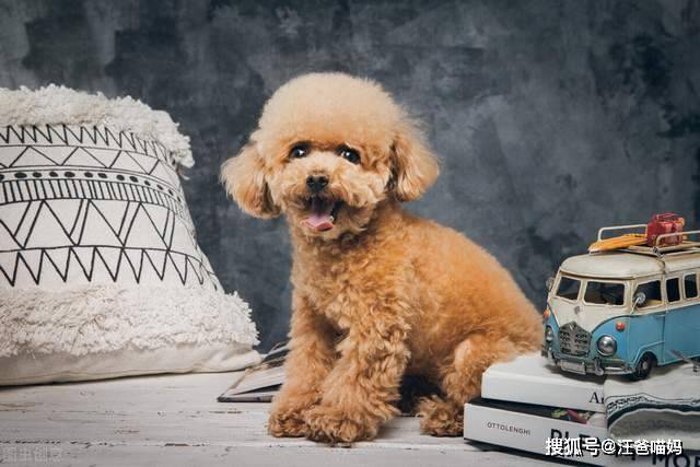 便宜小型犬推荐 80531e35124f4fe3a4a60ac79f125260.jpeg