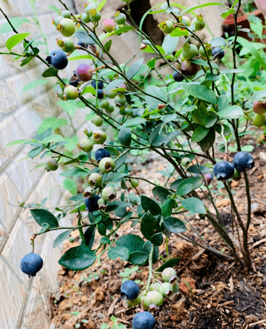 阳台就能种蓝莓,个大果甜,摘了就能吃,真棒 花友 