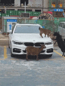 原创搞笑gif段子:妹子,这么高的高跟鞋就不要这样玩了吧,掉下来就麻烦