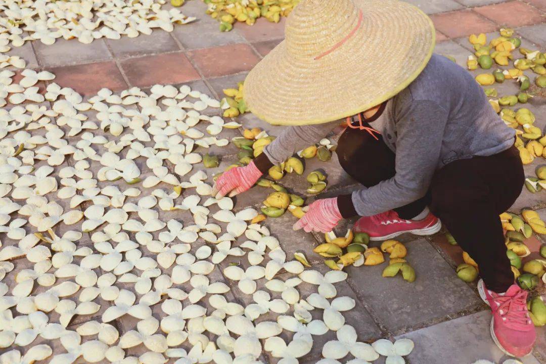 陈皮一般什么季节晒 d3433c462e2e494d890dd37a96781b9d.jpeg