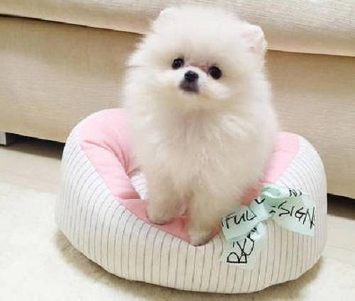 博美七个月来大姨妈了