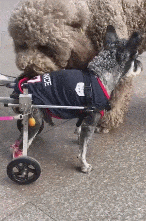 狗狗后脚残疾,主人装上新轮椅,泰迪看着都很稀罕!