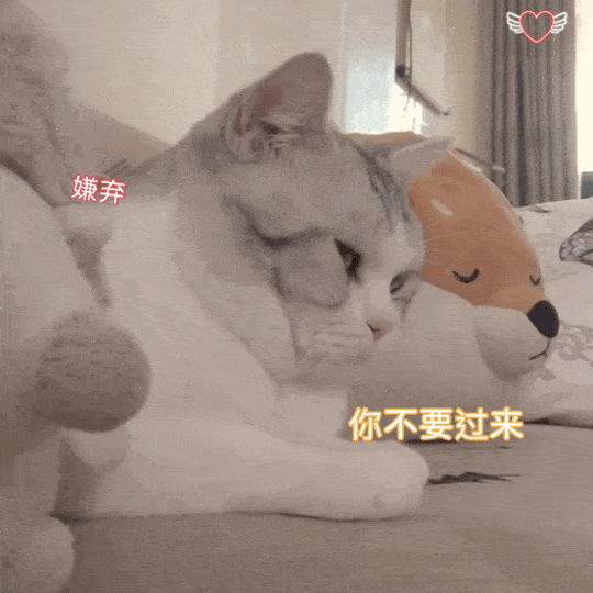 猫咪埋屎只是因为爱干净吗?其实是因为