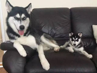 狗狗拆家能力排行_网友骗父母自己养的狗不拆家,半年后,父母直接崩溃了!