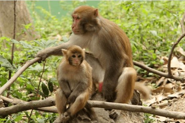 狒狒属于猿还是猴 59d30b60f00045f794123eb895579d6b.png