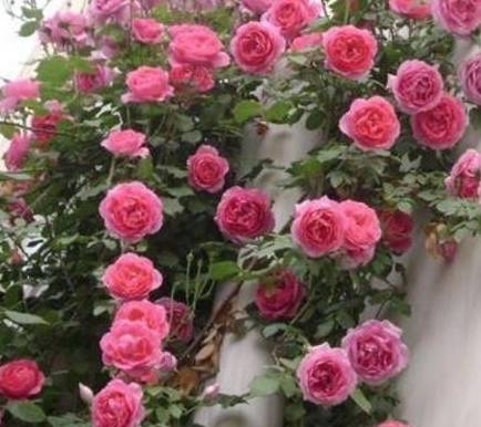 蔷薇与爬藤月季 8ab9cdd0c6f34f3096511167e0fc5d3c.jpeg