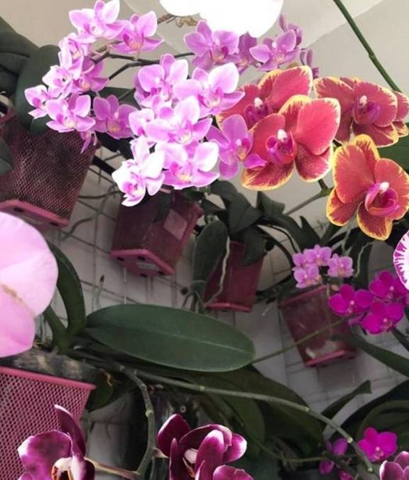 蝴蝶兰怎么修剪好看 0ddd682aeabb45548ac674eb841d61ca.jpeg