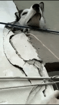 搞笑gif:师父,你什么时候来救我!