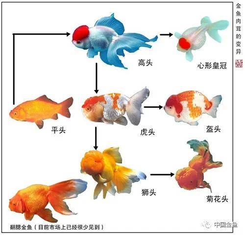 金鱼变异之路，走向如何？（下）_手机搜狐网