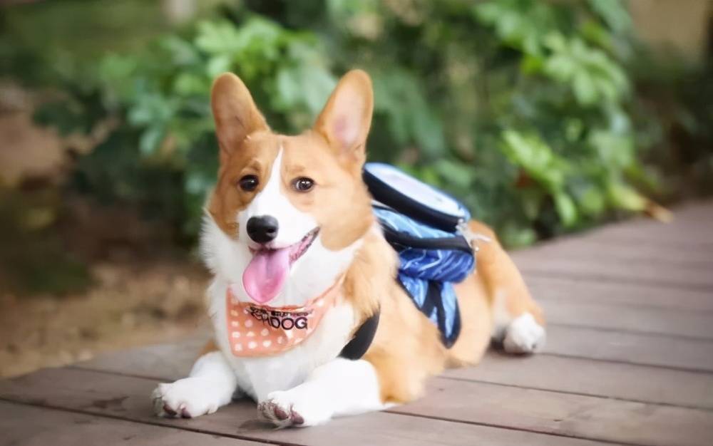 狗狗怎么洗澡白 4c6afa3f0f5a4e69a0e8007a9a43f75e.jpeg