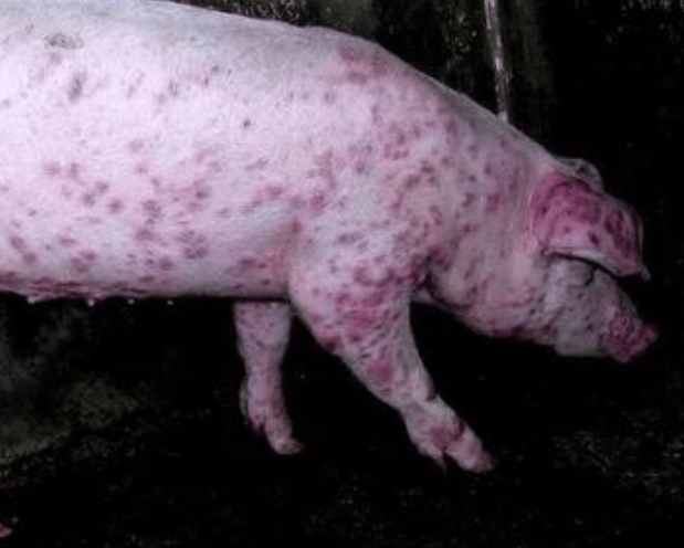 猪圆环病毒病的症状与治疗方案