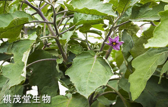 西红柿,茄子同为茄科植物,生产中病虫害发生基本相似