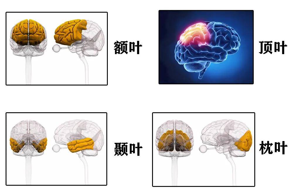 大脑的四大功能区是怎样划分的?答案在这里