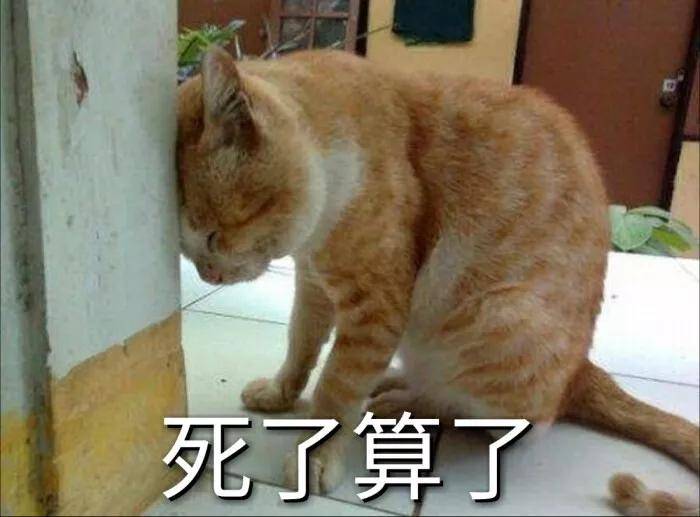 猫猫表情包:我要把你摁在墙上,亲亲