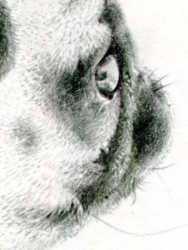一步一步教画动物素描|动物素描画法步骤图解狗(附素描全套视频教程)