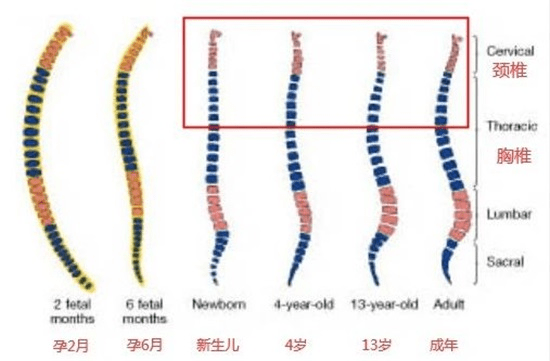 宝宝|关键要看这个！宝宝多大才能用枕头？不是看年龄