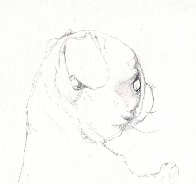 一步一步教画动物素描|动物素描画法步骤图解狗(附素描全套视频教程)