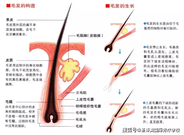 皮肤附属器官 // naha芳疗师